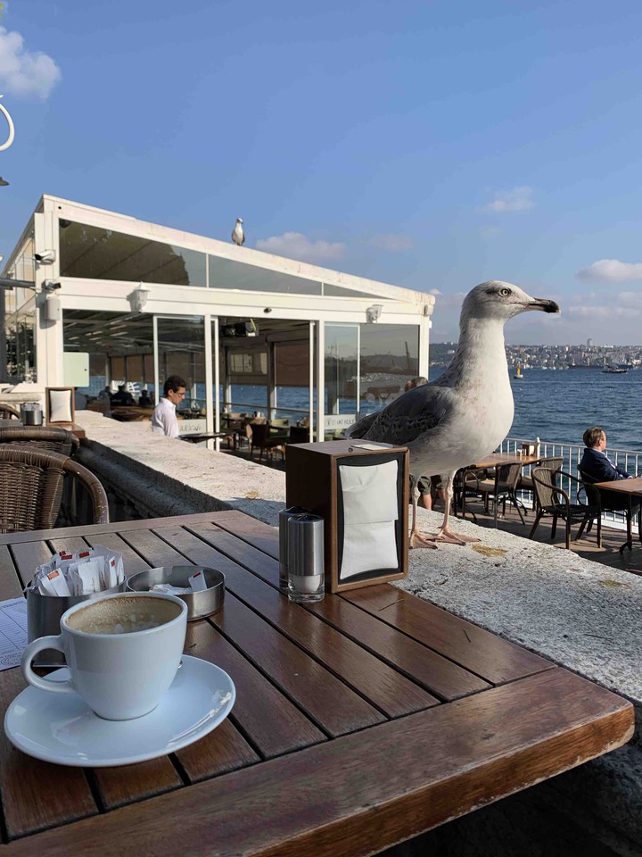 birds
