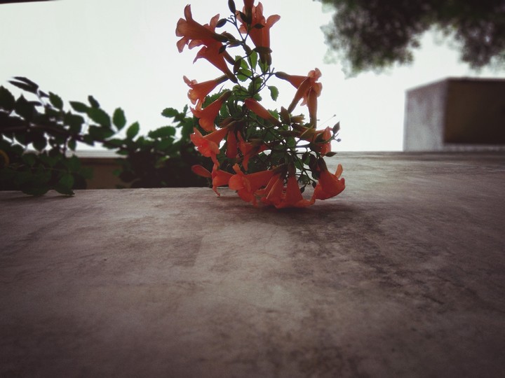 flowers near me
