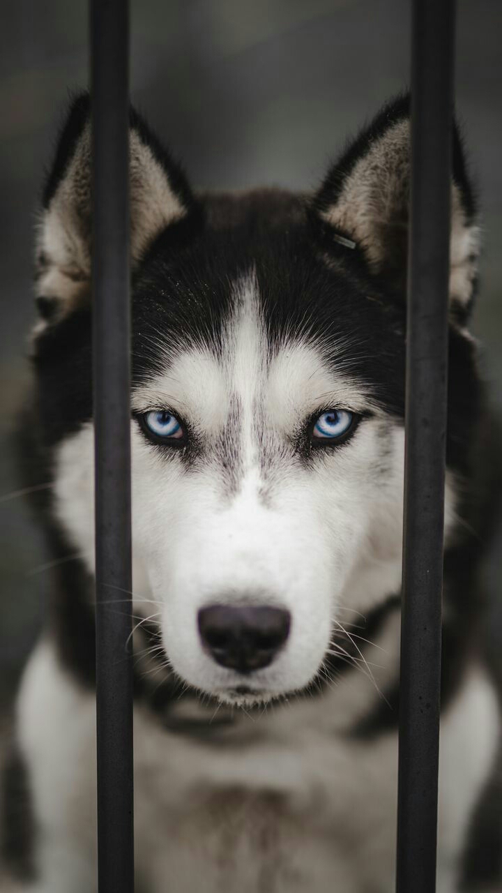 husky