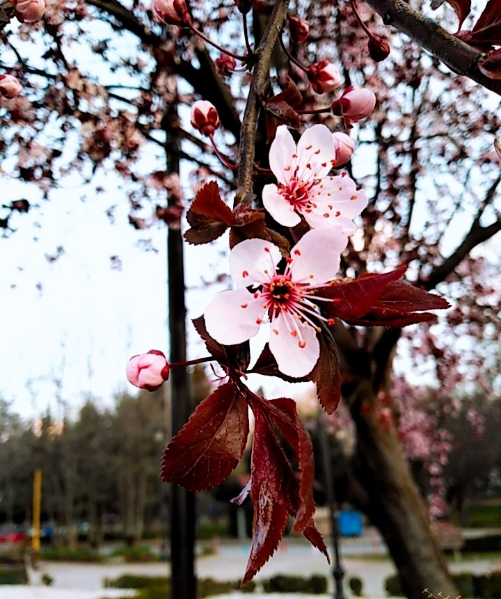 spring