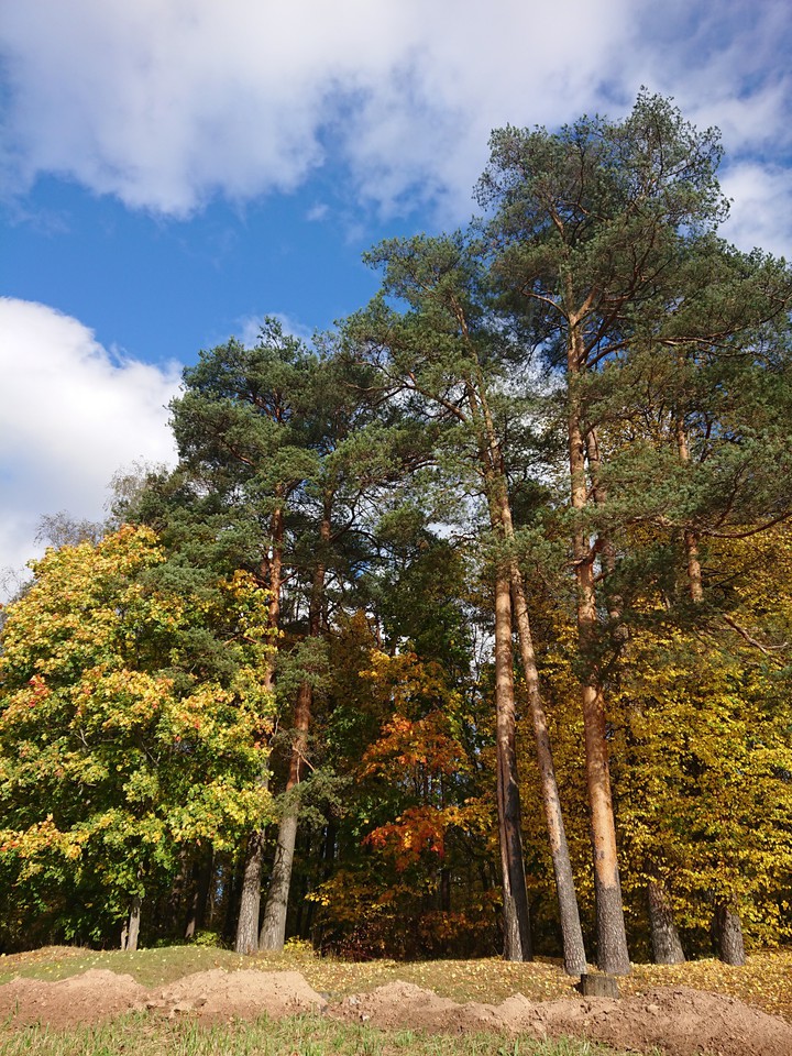 Autumn forest