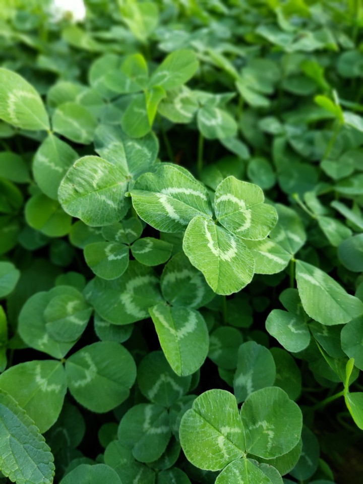 Clover