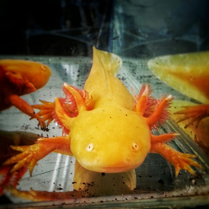 Axolotl