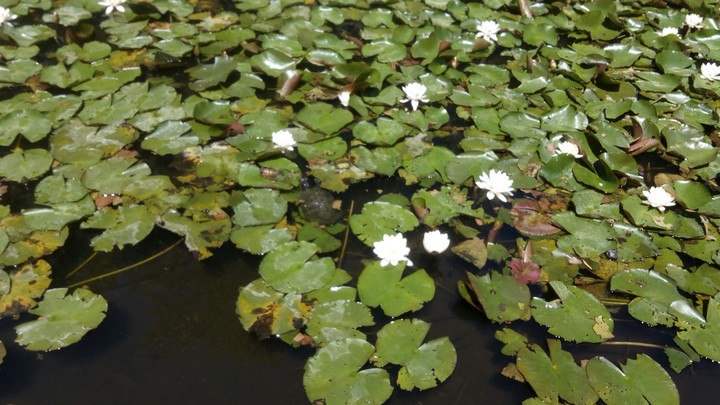 water lilies
