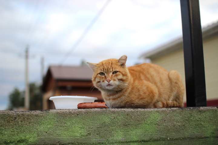 lonely and homeless cat