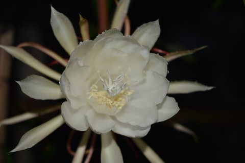 White Petals