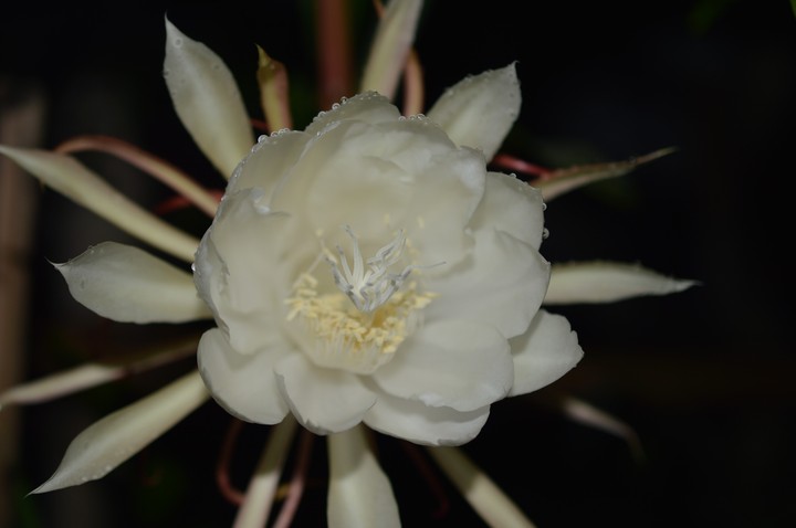White Petals