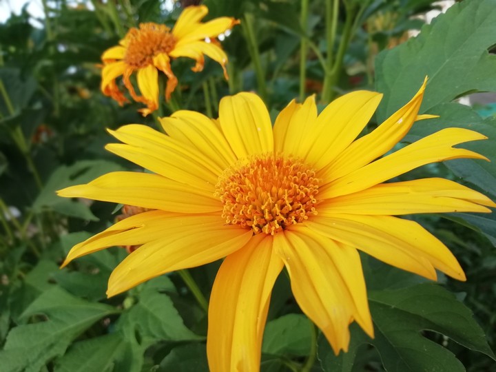 yellow flower