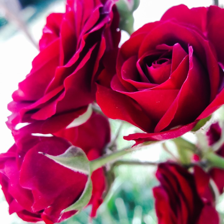 Rose