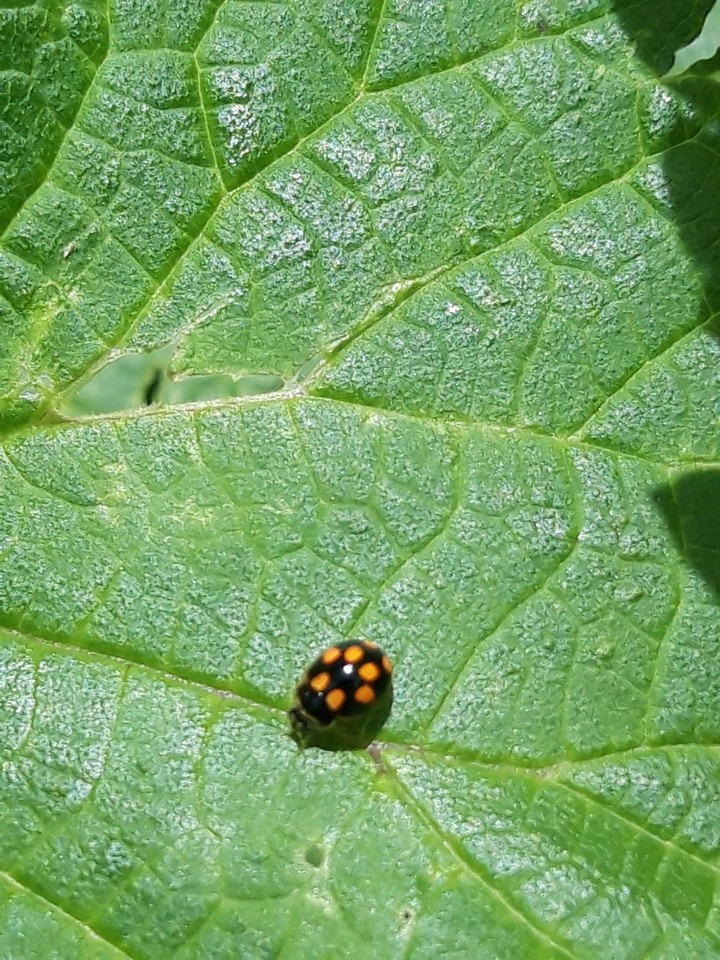 Black ladybug on a leaf
