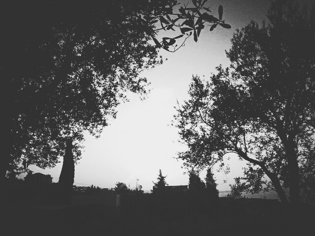 creepy woods