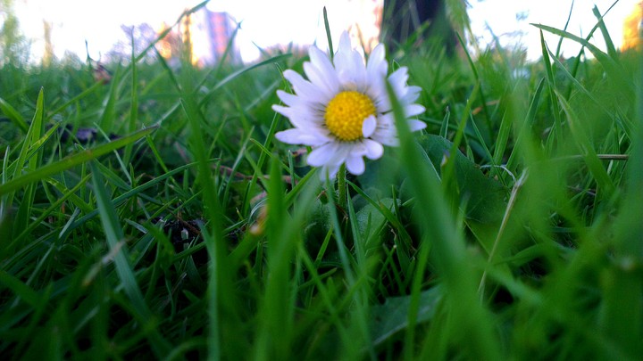 summer daisy