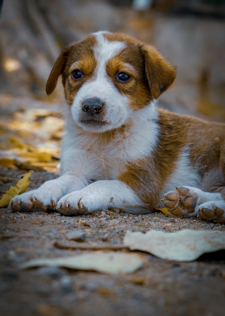 cute puppy ?