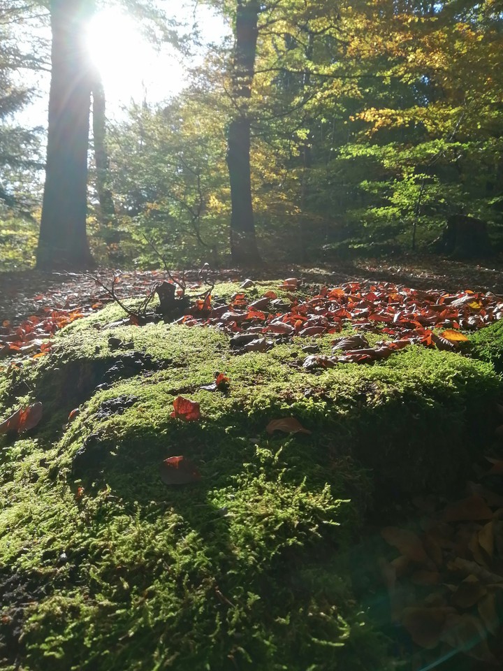 autumn