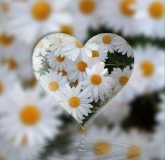 ⚘❤⚘