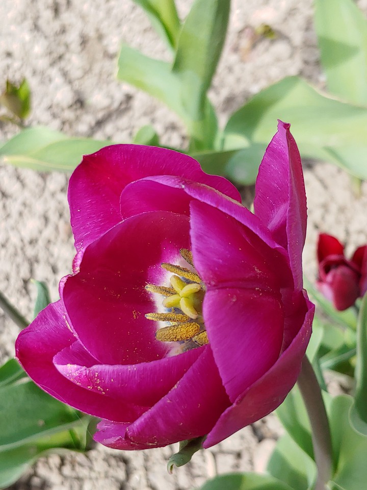 tulip