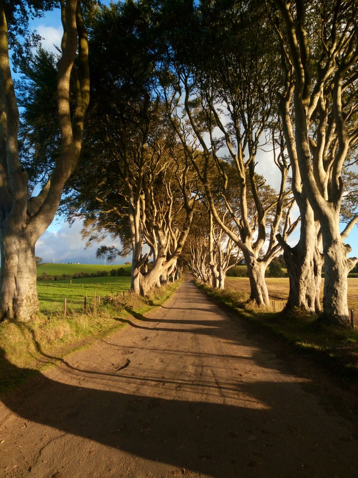 The Dark Hedges