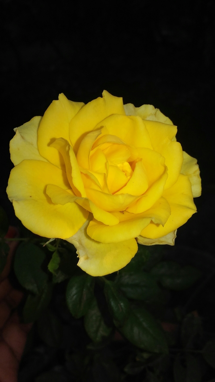 yellow rose