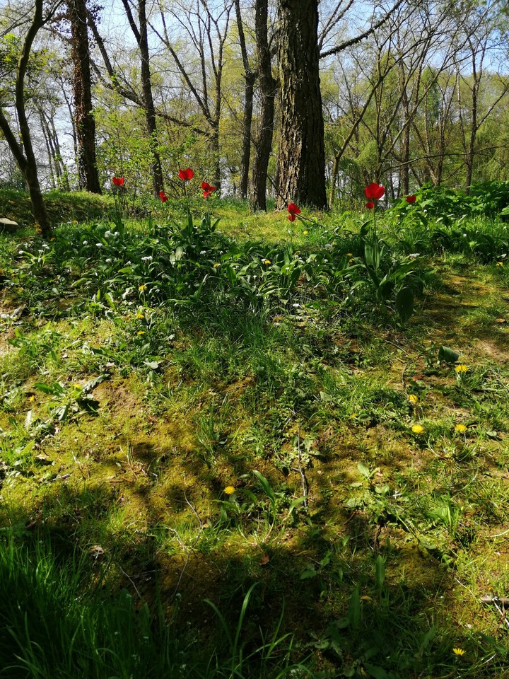 Red flowers