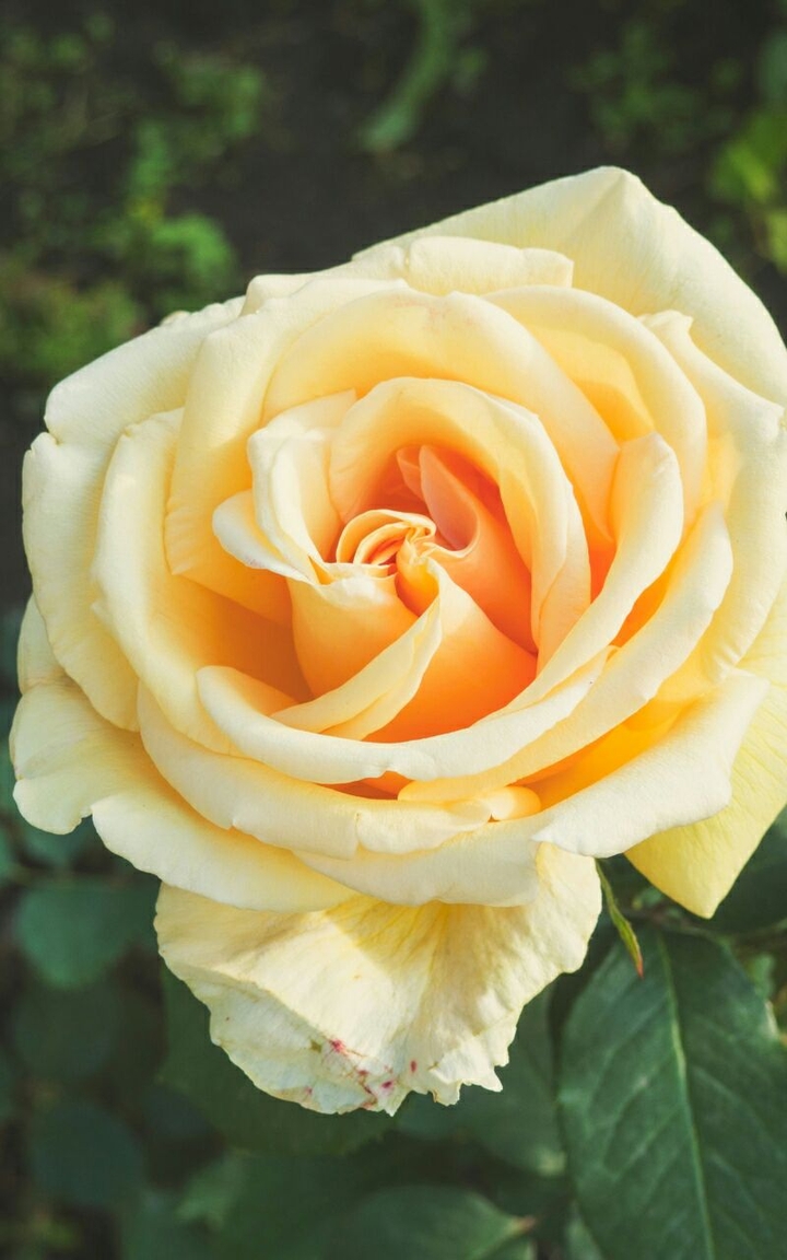 Rose bud