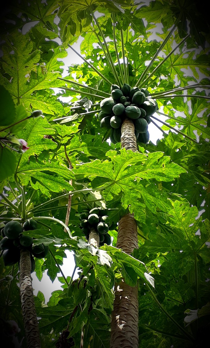 the papaya tree...
