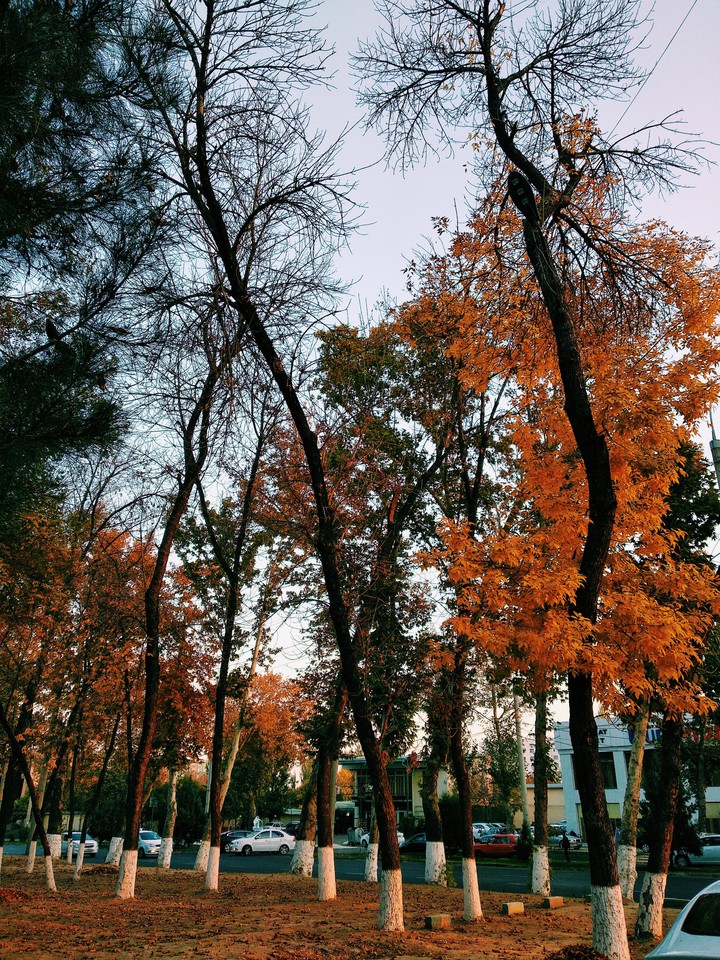 autumn