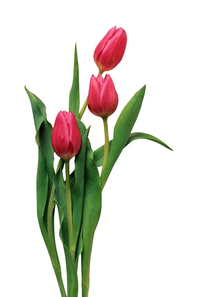 tulip ❤️tulipány
