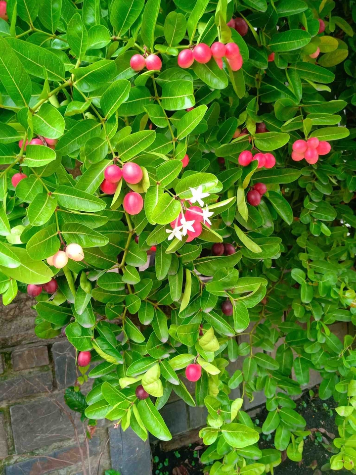 Siro tree