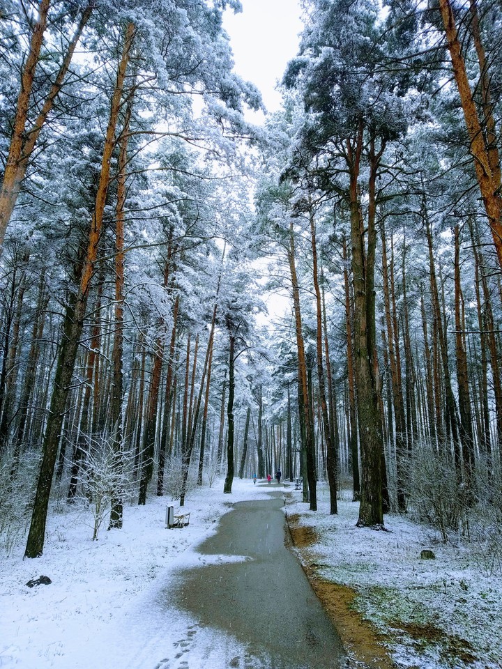 лес