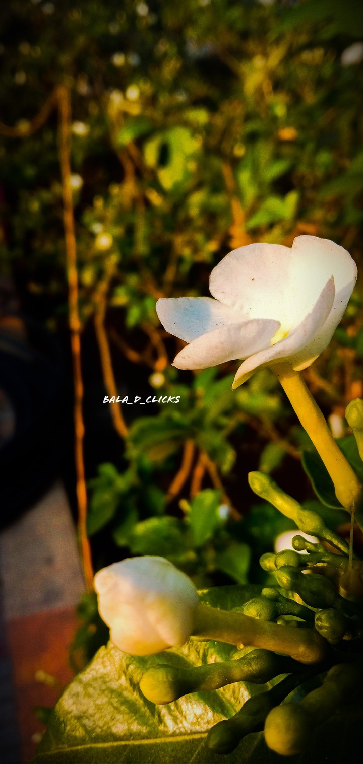 evening flower
