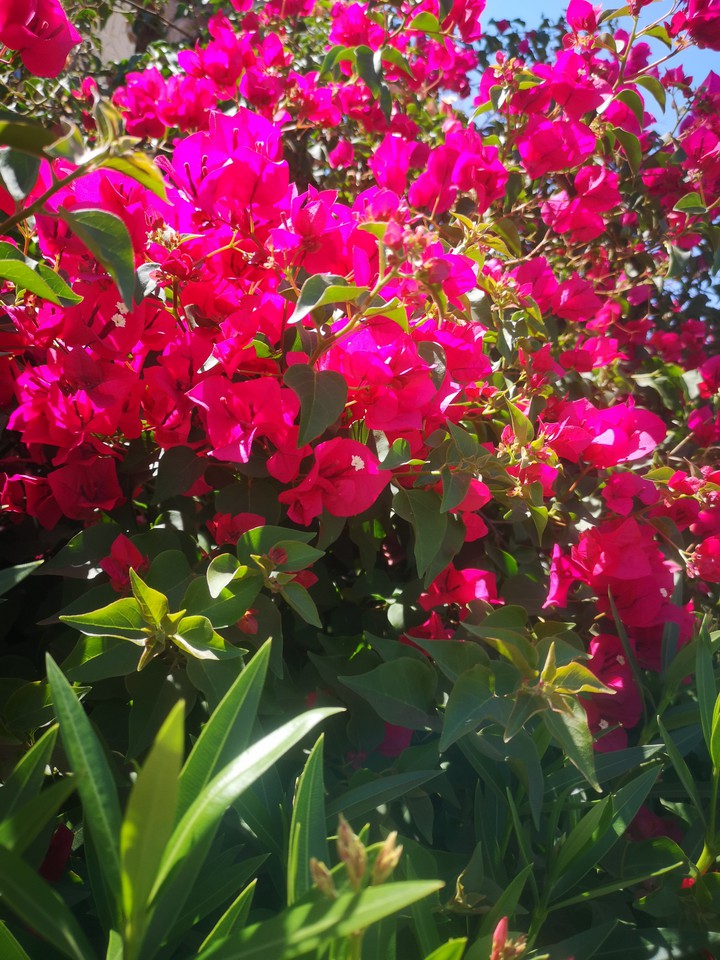 Flores