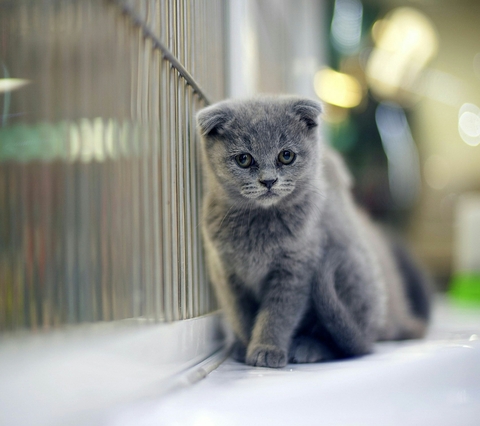 Grey Cat
