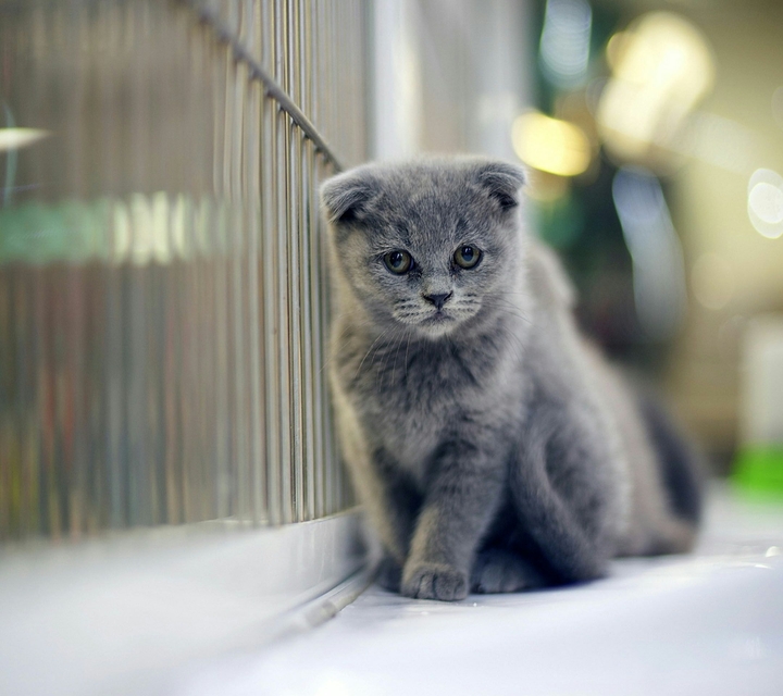 Grey Cat