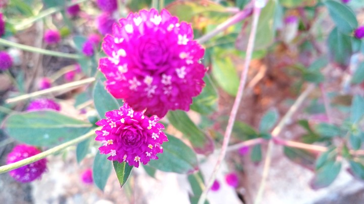 Flowers......