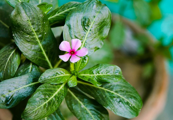 Flower