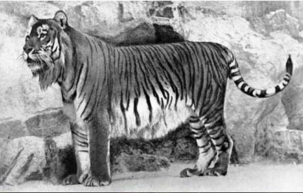 mazandaran tiger