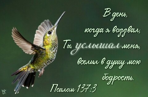 bird