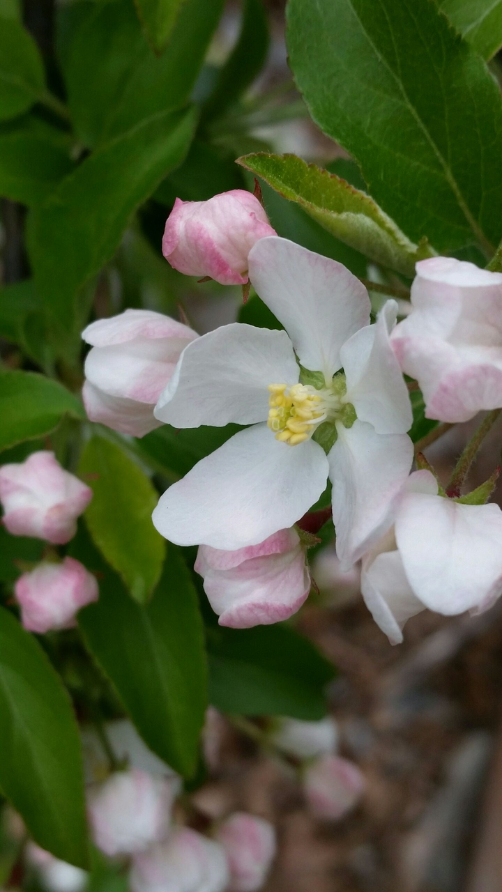 flowering Cherry
