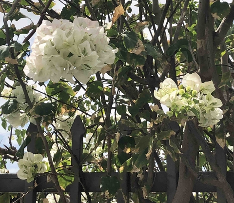 White Flowers