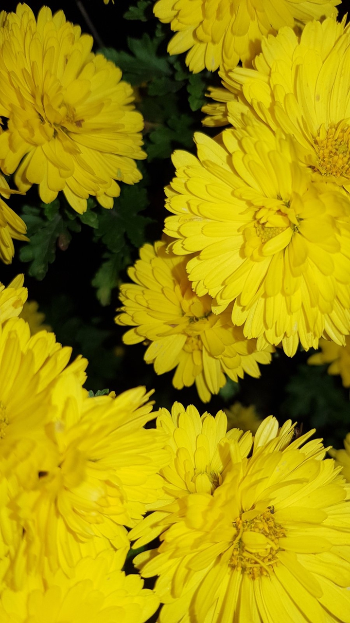 jaune3