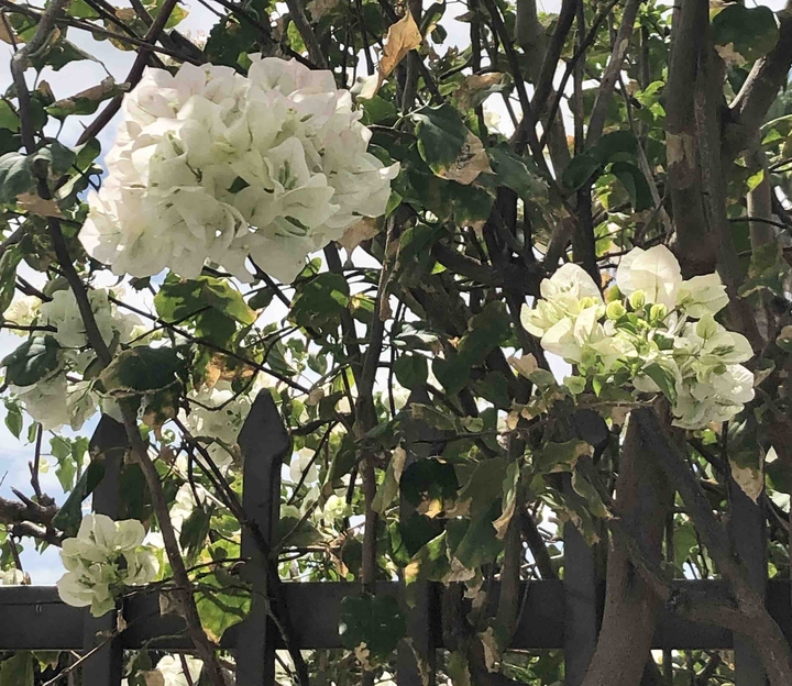 White Flowers