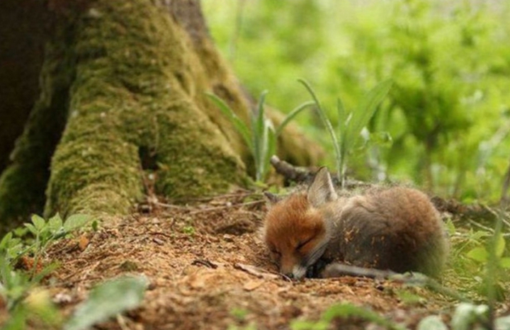 bébé animal