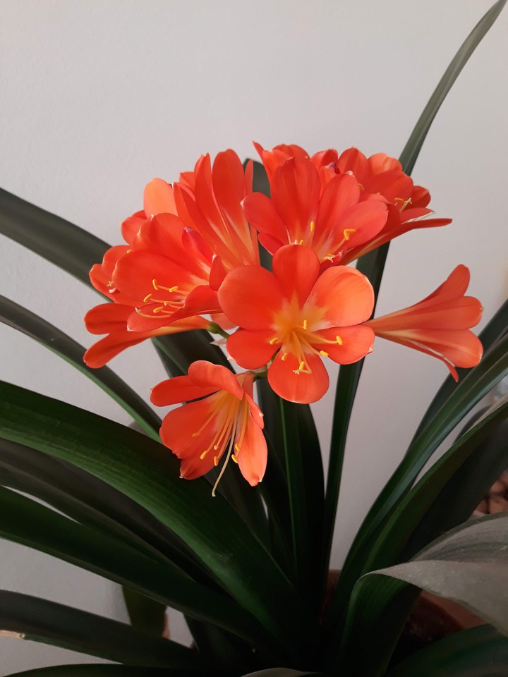 Clivia