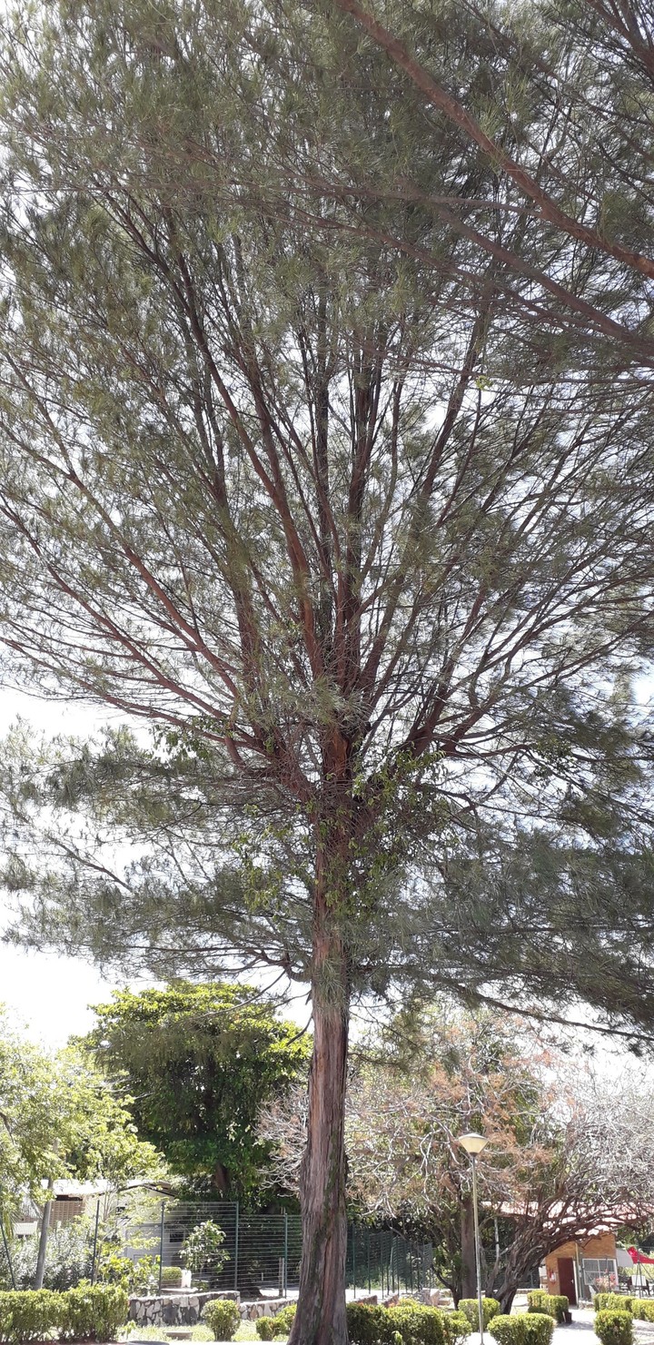 Big Tree - Sesc Iparana