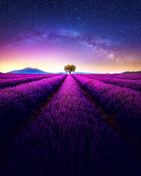 Tree & lavender