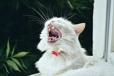 whiskers, felidae桌布
