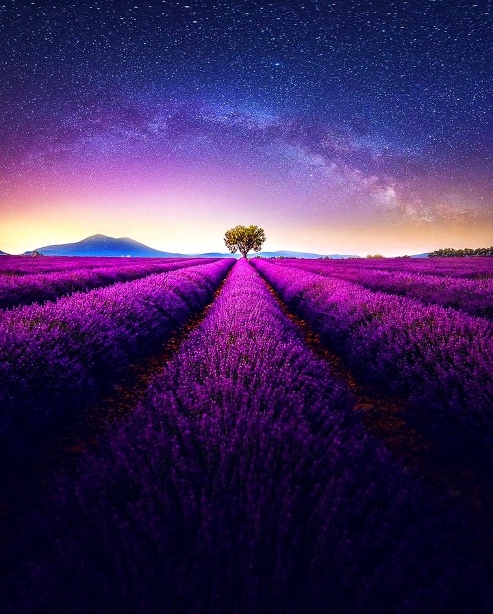 Tree & lavender