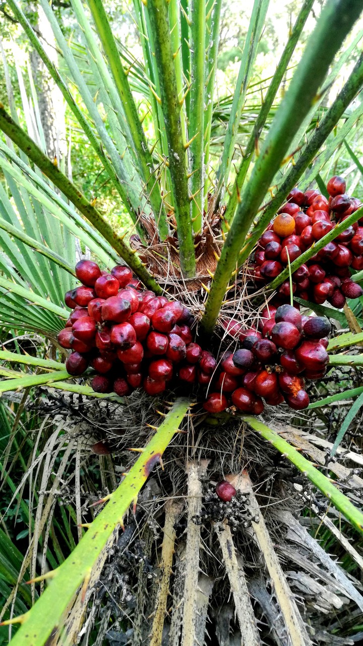 #palm dates