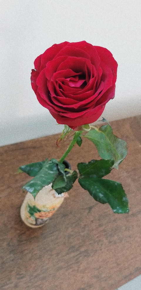 Rosa vermelha