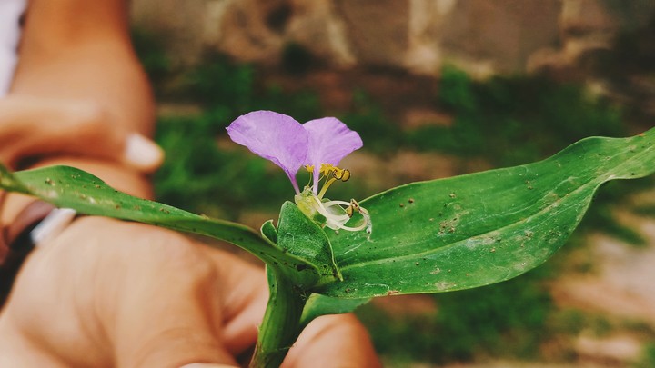 Flower